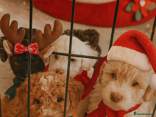 Cockapoo dogs 🐾✨ Ruby’s Toy Cockerpoo Pups Have Arrived! ✨🐾 - Advert 14