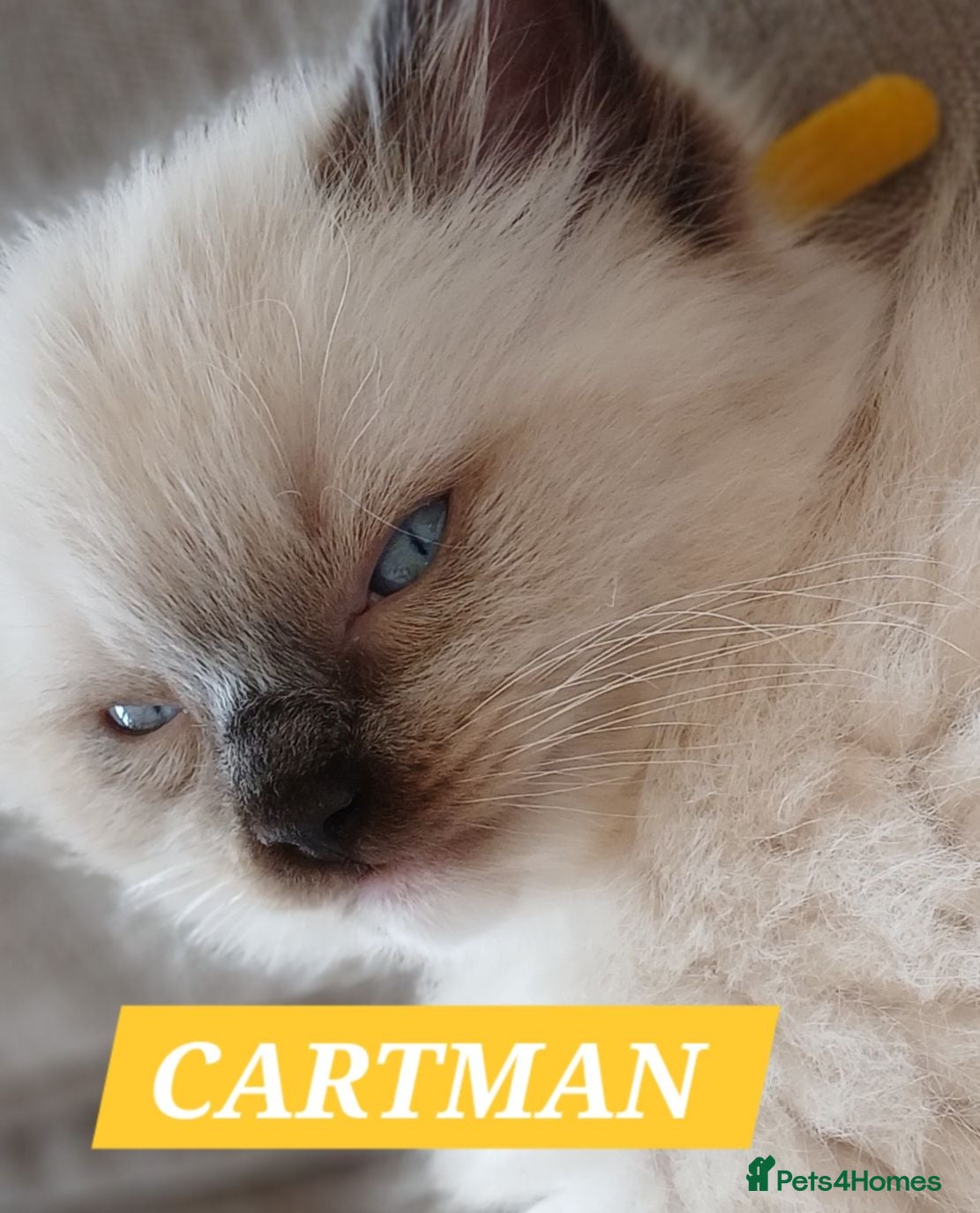 Ragdoll cats 5 Gorgeous 1/2 Pedigree Ragdoll Kittens 💖 - Advert 2