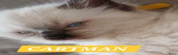 Ragdoll cats for sale: 5 Gorgeous 1/2 Pedigree Ragdoll Kittens 💖 - Advert 2