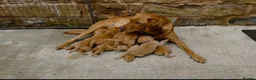 Labrador Retriever dogs for sale: Fox red Labrador  - Advert 2