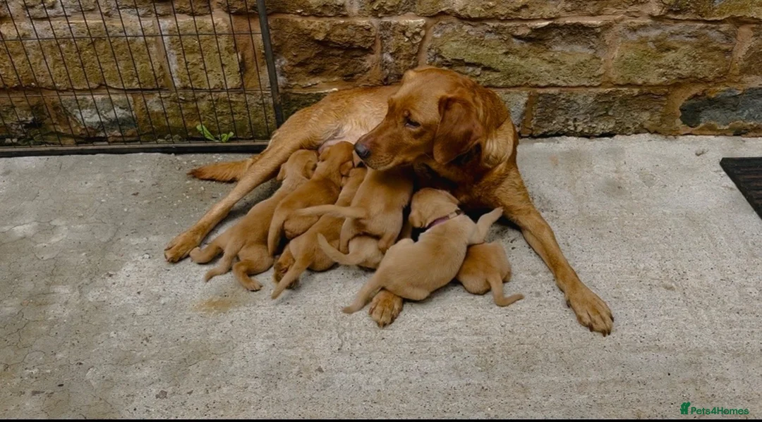 Labrador Retriever dogs for sale: Fox red Labrador  - Advert 2