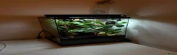 Gecko reptiles for sale: 2y/o Female Crested Gecko & Bioactive Vivarium - Advert 6