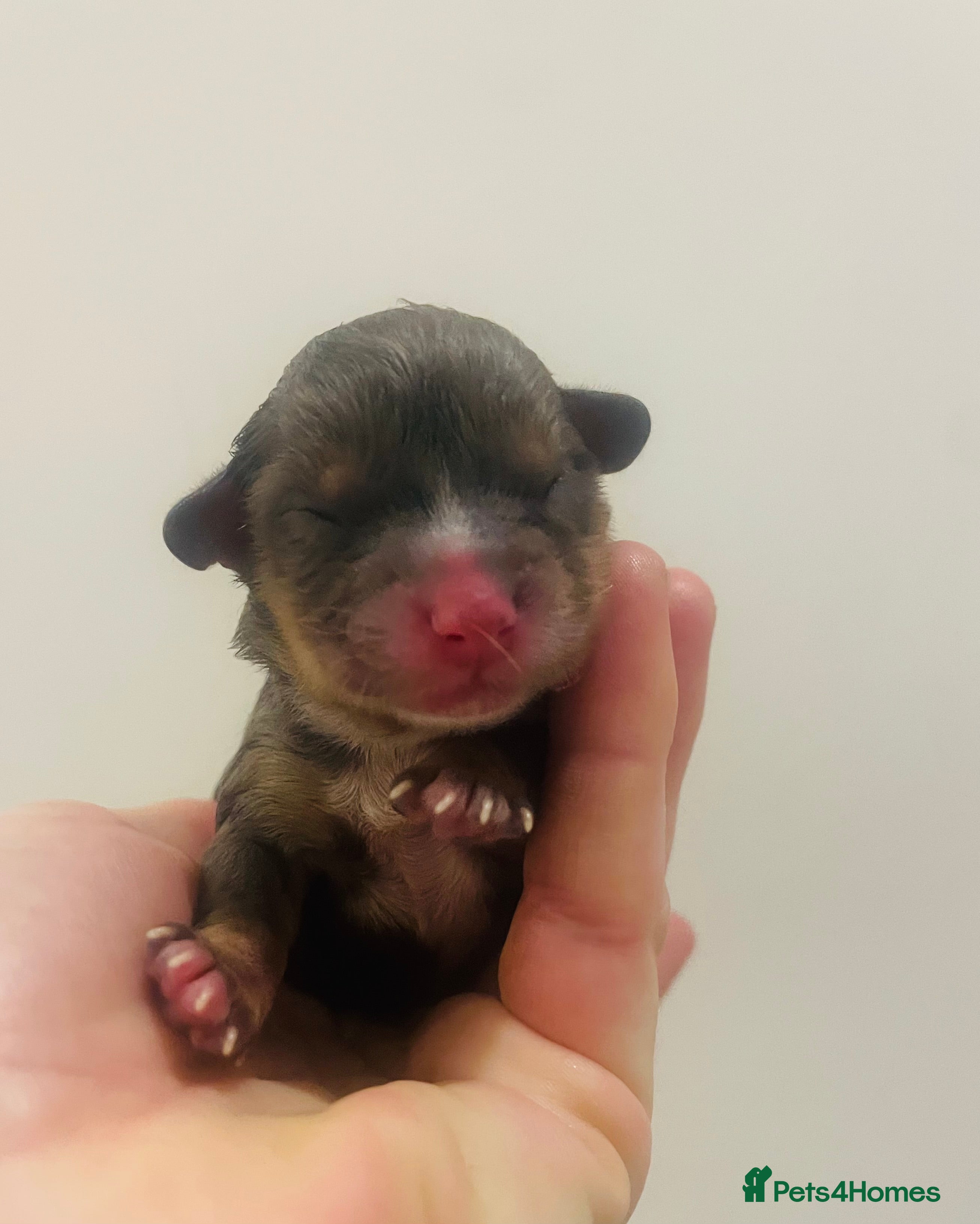 Cavapoo dogs F1b teddy bear Cavapoo puppies - Advert 17