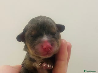 Cavapoo dogs F1b teddy bear Cavapoo puppies - Advert 17