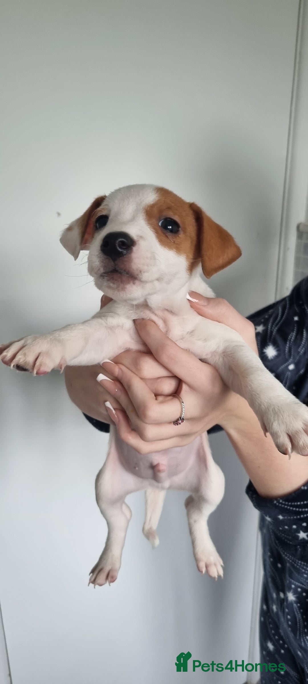 Jack Russell dogs for sale: Jack Russel puppies  - Advert 24