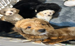 Cockapoo dogs for sale: 7/8 Toy poodle - Image 2
