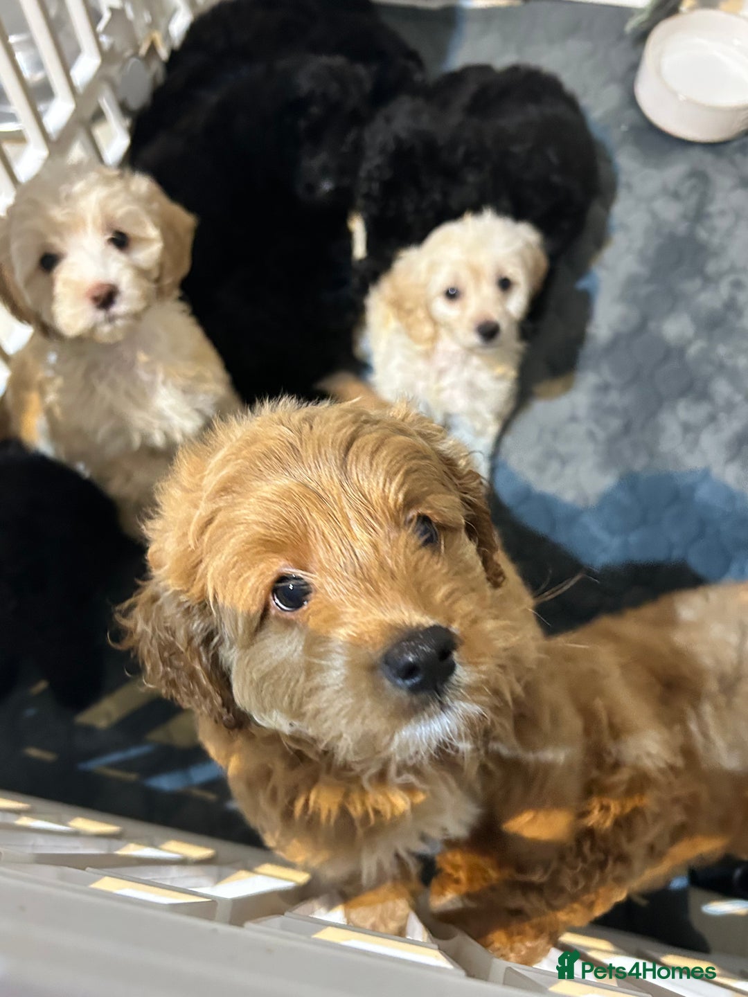 Cockapoo dogs for sale: 7/8 Toy poodle - Image 2