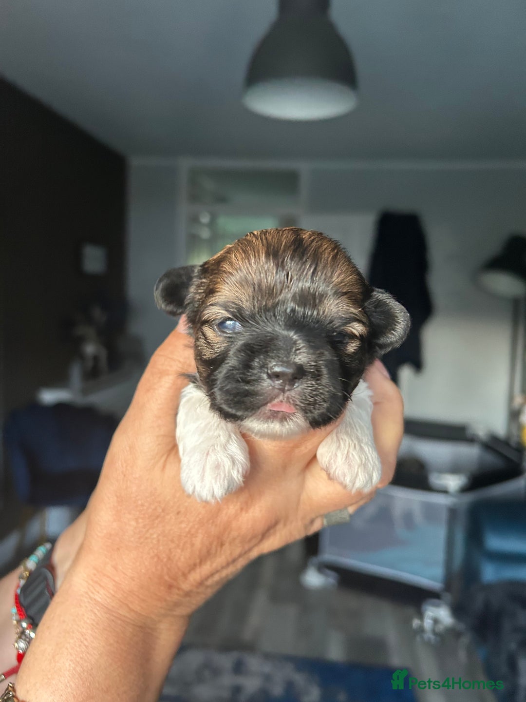 Mixed Breed dogs for sale: Stunning Lhasa apso x puppies  - Image 2
