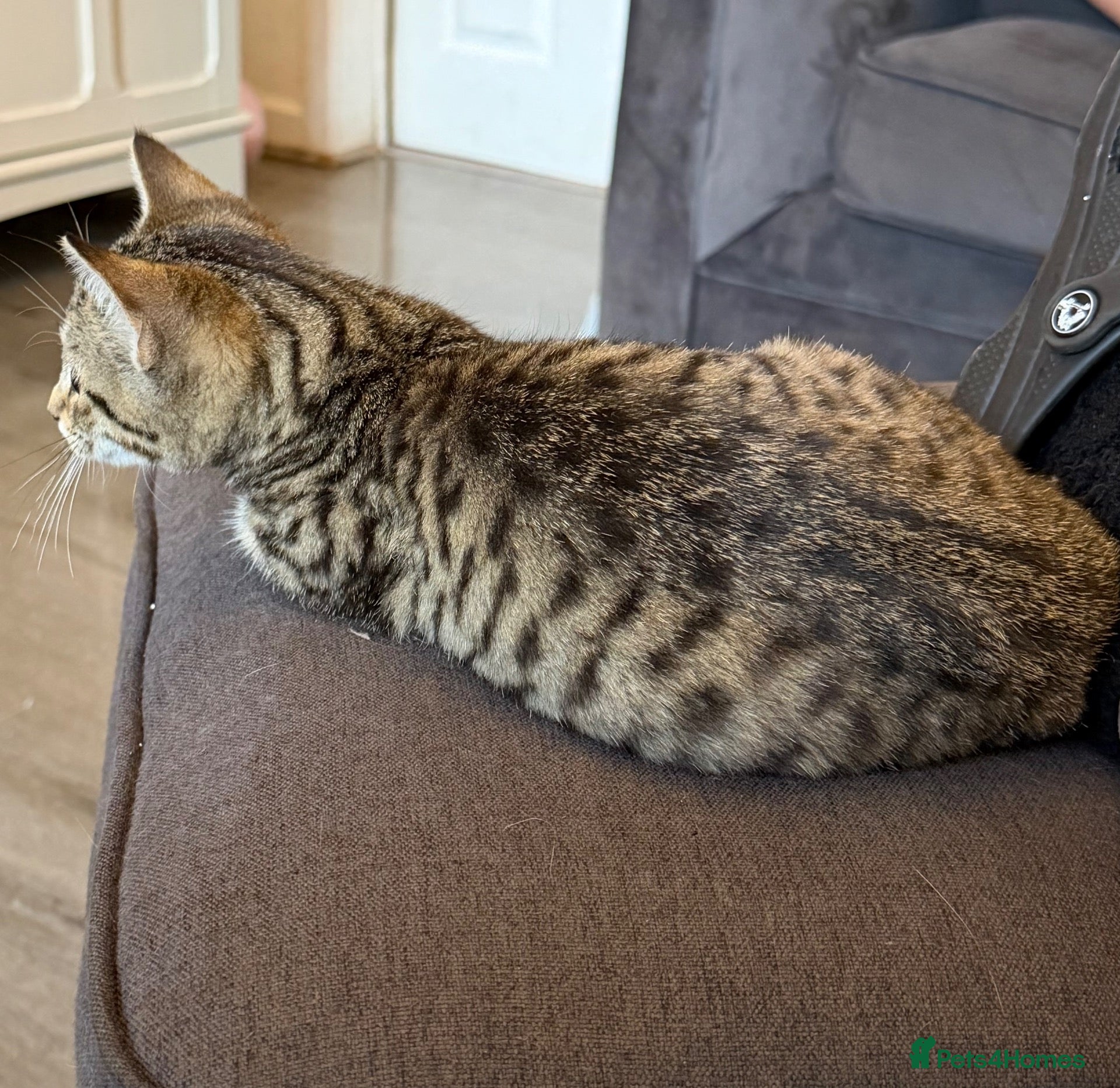 Savannah cats 3 beautiful kittens, ready to go (asap) - Advert 3