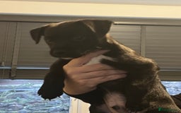 Mixed Breed dogs for sale: Patterjack puppies  - Image 2