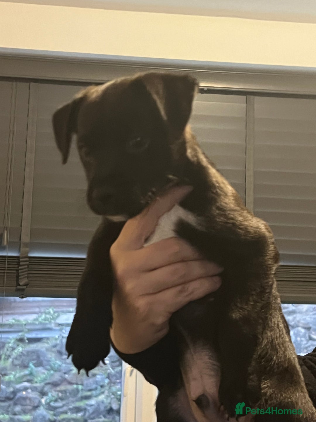 Mixed Breed dogs for sale: Patterjack puppies  - Image 2
