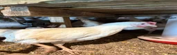 Mixed Breed poultry for sale: Laying hens  - Advert 6