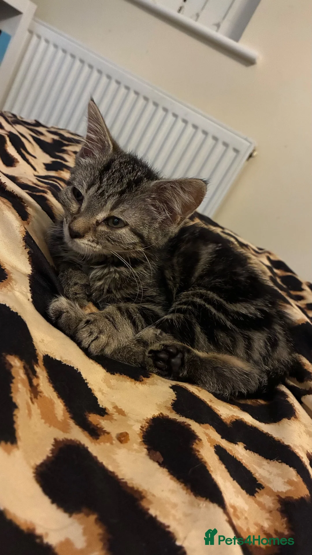 Mixed Breed cats for sale: Rescue kittens looking for forever homes - Advert 2