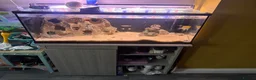 Angelfish fish for sale: 120 LITRE AQUA ONE FISH TANK in Coventry - Advert 2