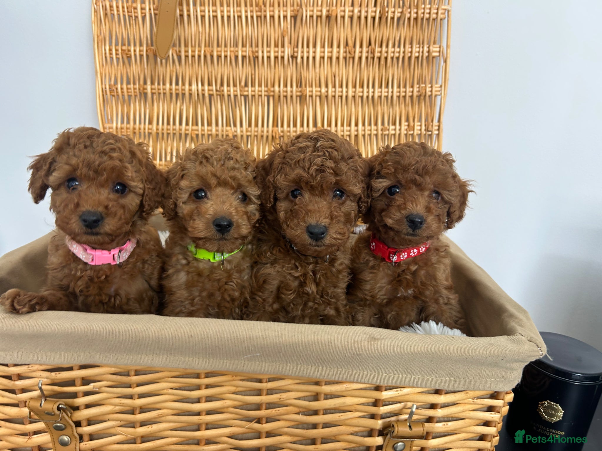 Miniature Poodle dogs 5⭐️Licenced Breeder, Kc Reg Miniature poodle  - Advert 1