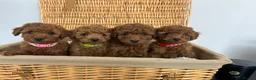 Miniature Poodle dogs for sale: Kc registered Miniature poodles Teddy bear  - Advert 15