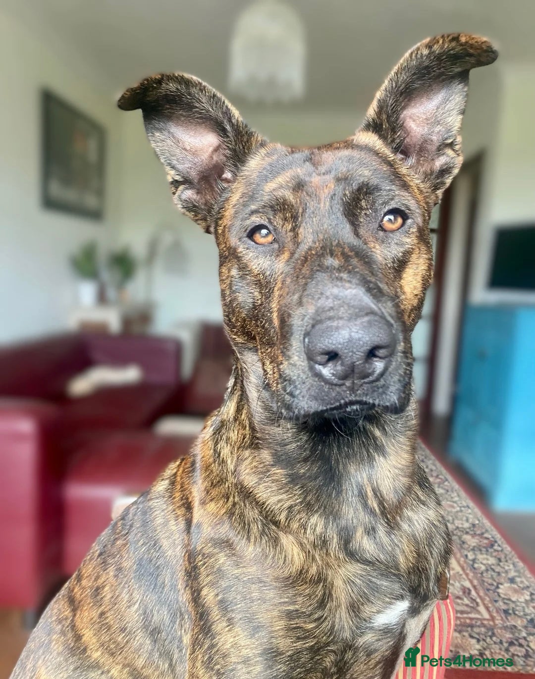 Mixed Breed dogs for adoption: 💔 Handsome Oscar is looking for his forever home  - Advert 1