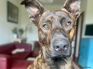 Mixed Breed dogs 💔 Handsome Oscar is looking for his forever home - Advert 2