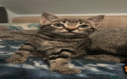 Mixed Breed cats for sale: Kittens for sale  - Image 5