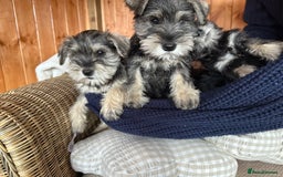 Miniature Schnauzer dogs for sale: Ready Now! miniature schnauzer puppies  - Image 4