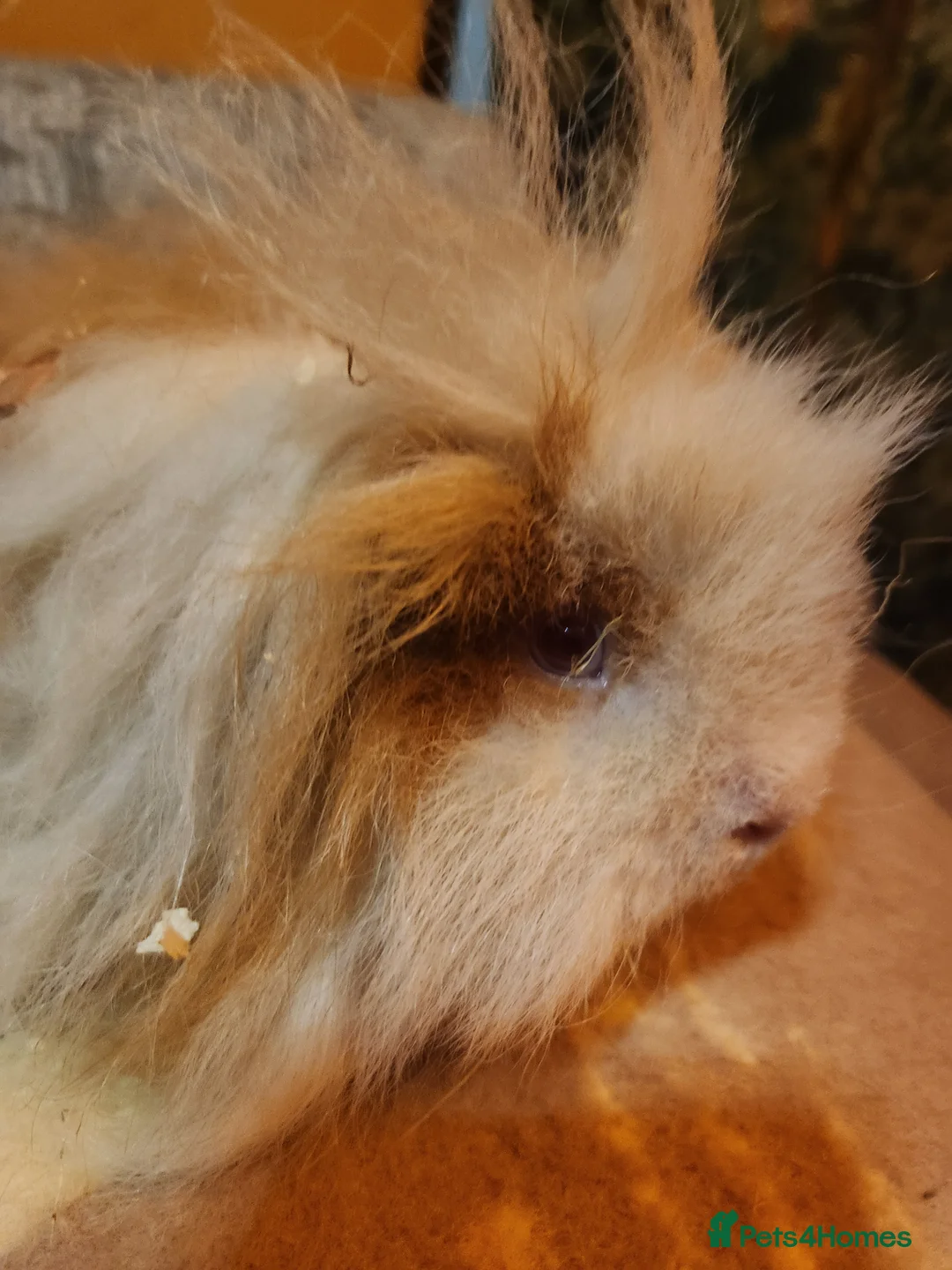Guinea Pig rodents for sale: Gorgeous pair of guinea pig boars - Advert 4