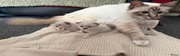 Birman cats for sale: Birman kittens - Advert 3