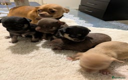 Chihuahua dogs for sale: Chihuahua fór sale Also puppies fór sale 1month1dy - Image 3