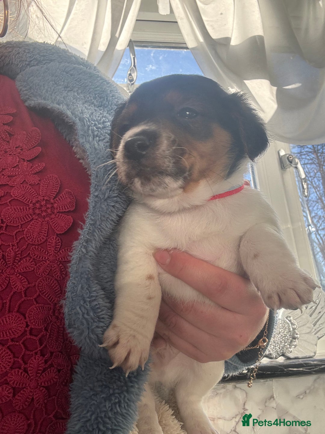 Jack Russell dogs for sale: 5 traditional Jack Russell puppys  - Advert 15