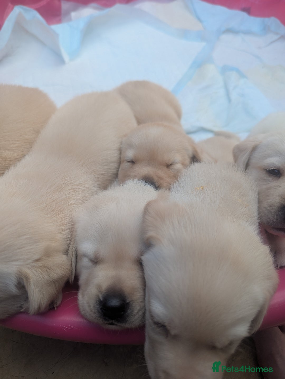 Labrador Retriever dogs for sale: Labrador puppies - Image 9
