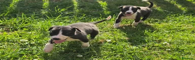 Mixed Breed 3