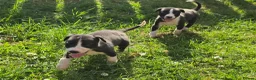 Mixed Breed dogs for sale: Bedlington whippets - Advert 10