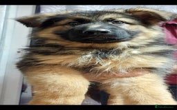 German Shepherd dogs for sale: Wonderful german shepherd puppies  - Image 7