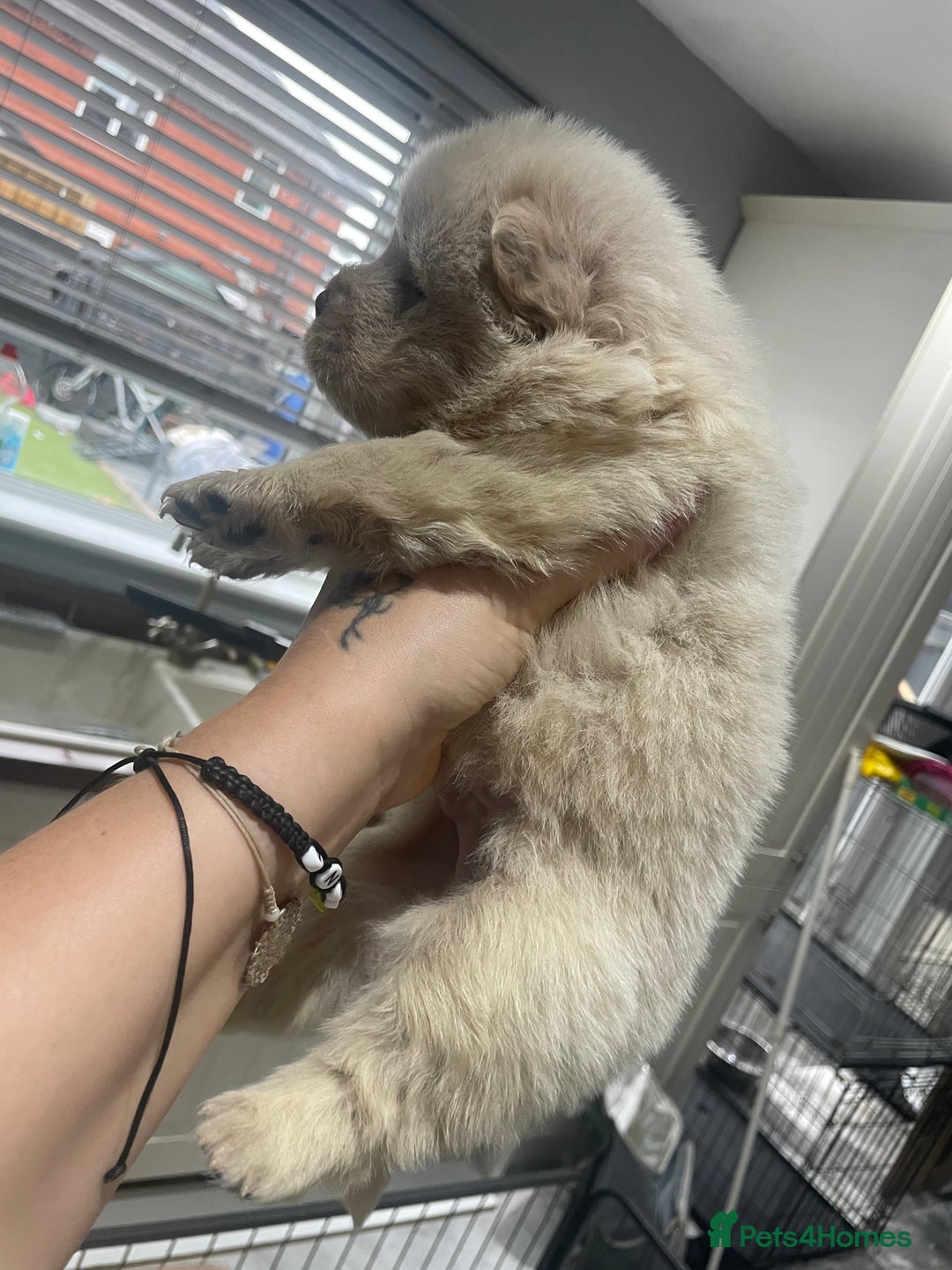 Chow Chow dogs for sale: Chow chow pups - Image 17