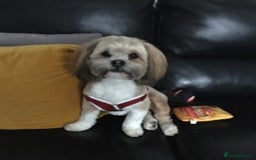 Lhasa Apso dogs for stud: KC reg Gorgeous Lhasa apso(PROVEN) in Irvine - Image 4