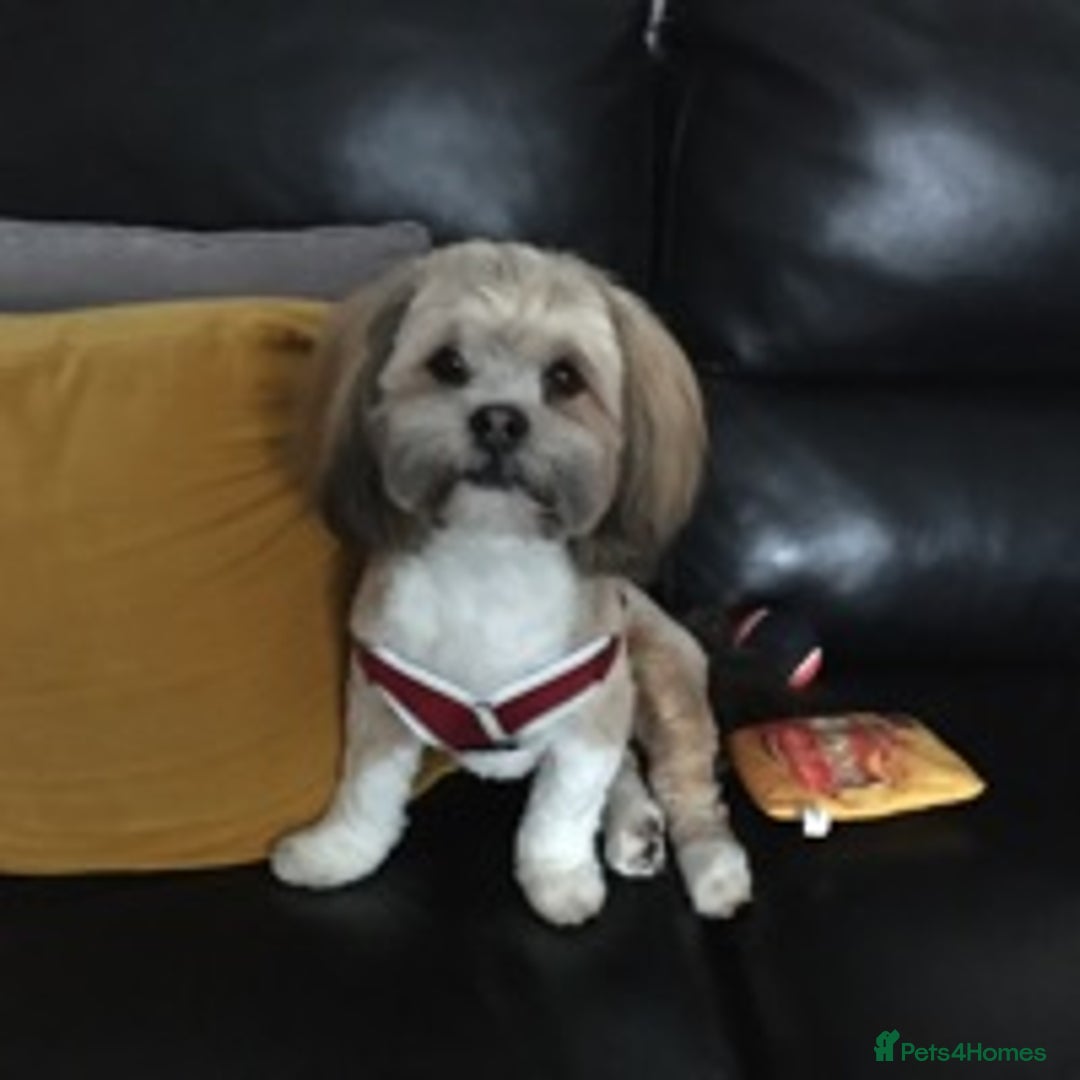 Lhasa Apso dogs for stud: KC reg Gorgeous Lhasa apso(PROVEN) in Irvine - Image 4