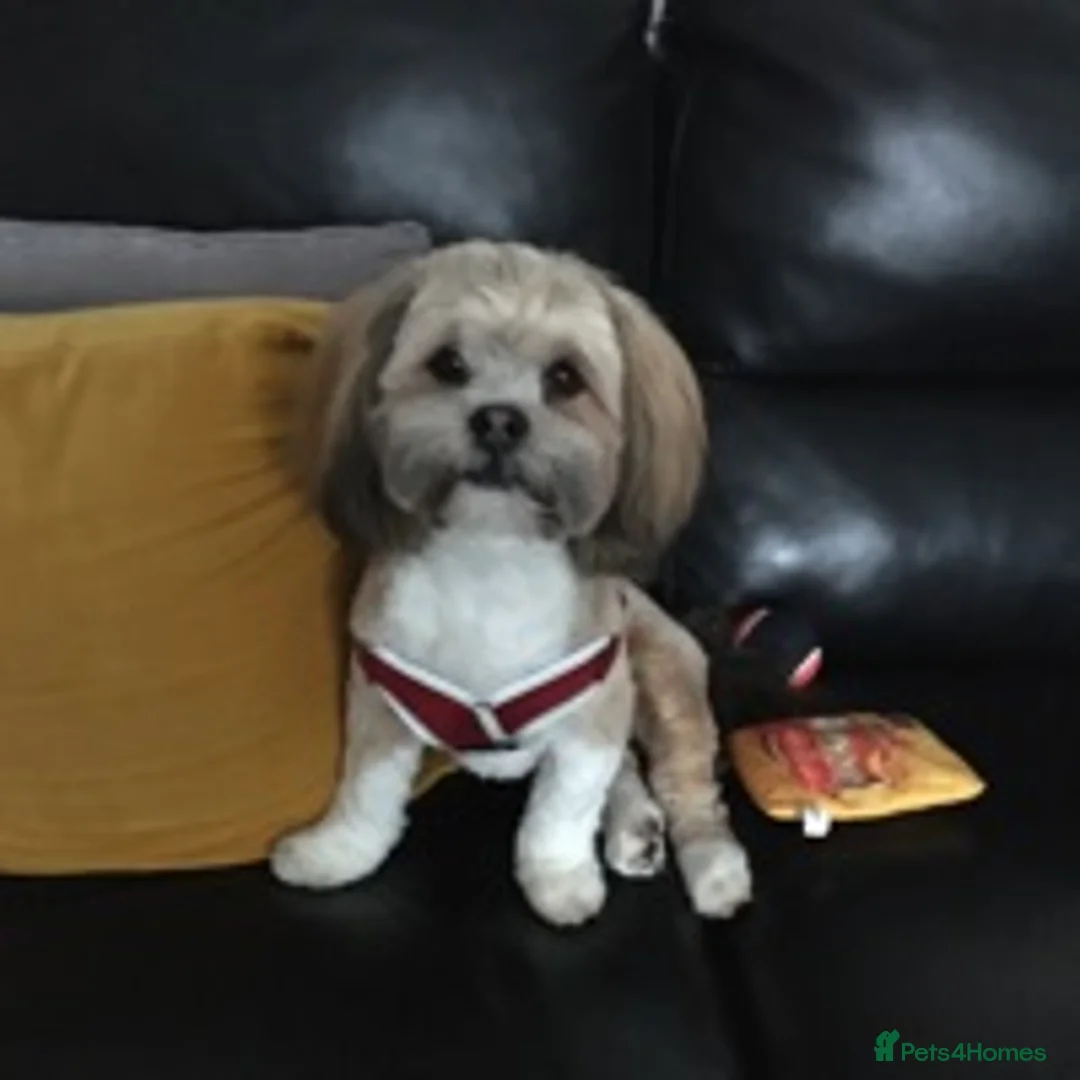 Lhasa Apso dogs for stud: KC reg Gorgeous Lhasa apso(PROVEN) in Irvine - Advert 4