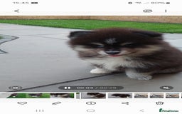 Pomsky dogs for sale: Female pomsky puppy - Image 6