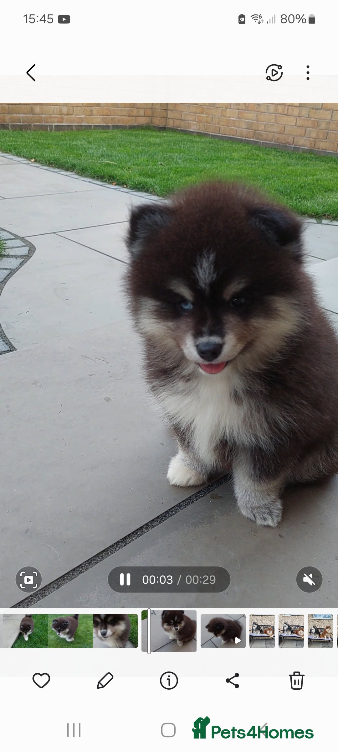 Pomsky dogs for sale: Female pomsky puppy - Image 6