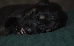 Shepsky dogs for sale: German shepherd x husky puppies - Image 23