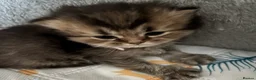 British Shorthair cats for sale: Pedigree British Shorthair  - Advert 3