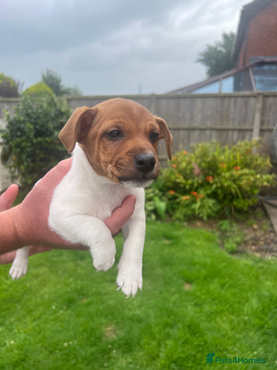 Jack Russell dogs for sale: Gorgeous Jack Russel Puppies  - Image 3