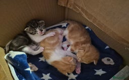 Domestic Shorthair cats for sale: Kittens For Sale - Image 4