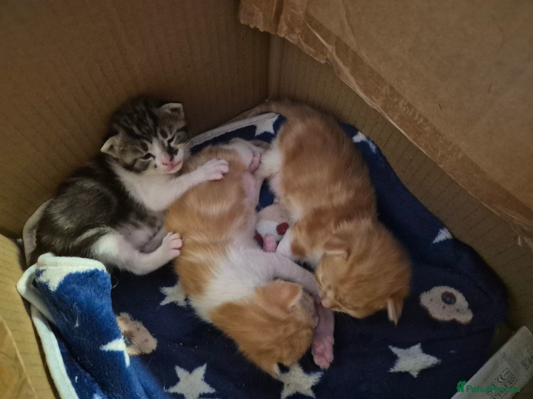Domestic Shorthair cats for sale: Kittens For Sale - Image 4