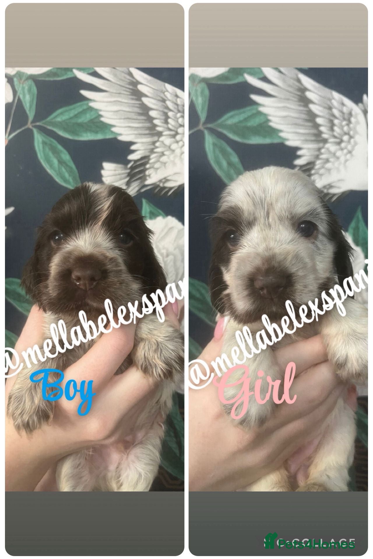 Cocker Spaniel dogs LOOK 👀 2 STUNNING KC reg, SHOW COCKER PUPS - Advert 1