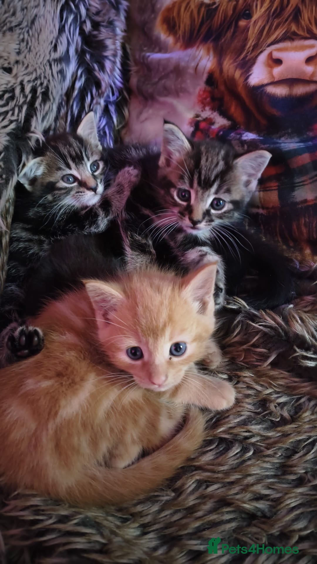 British Shorthair cats 🐾 Beautiful British Shorthair Kittens  - Advert 2