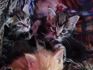 British Shorthair cats 🐾 Beautiful British Shorthair Kittens - Advert 2