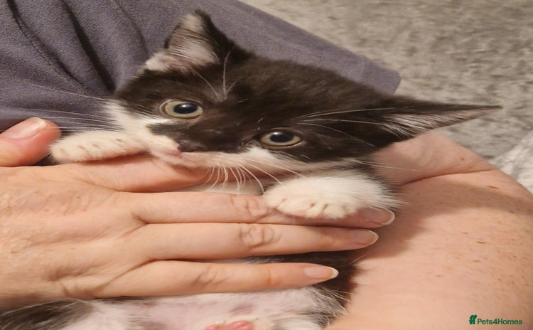 Mixed Breed cats - Advert 16