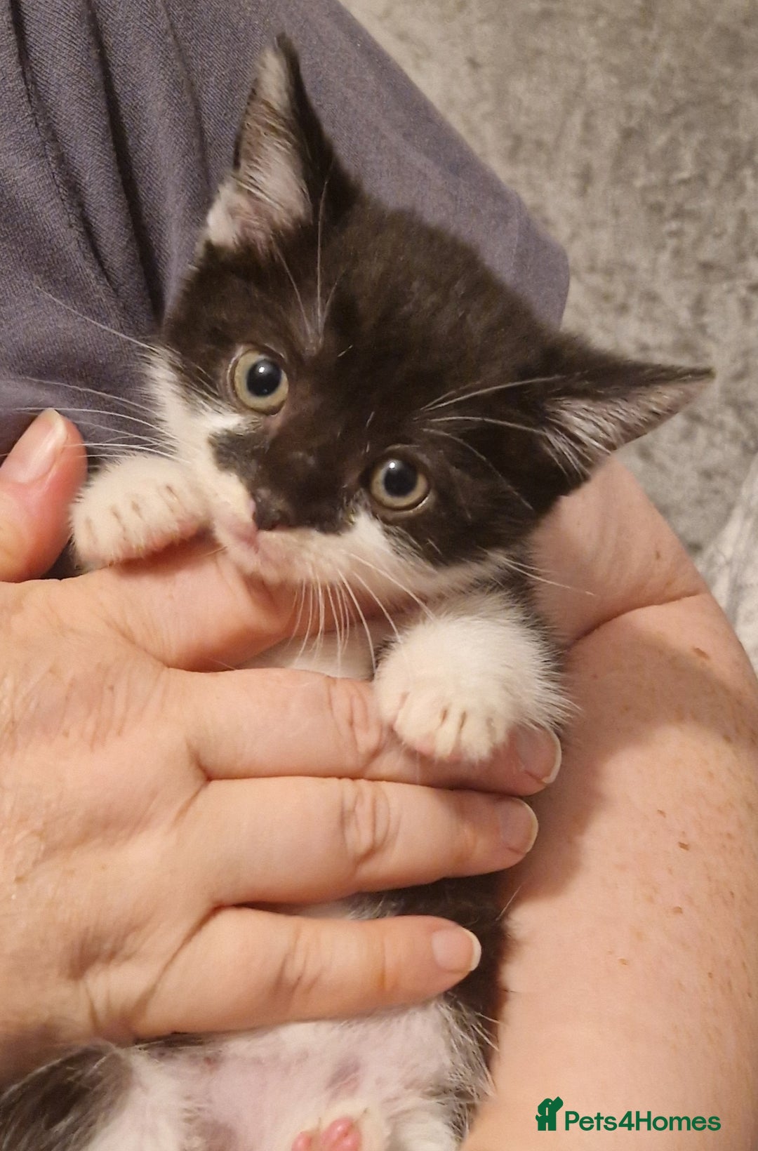 Mixed Breed cats for sale: £50 for a pair READY NOW 8 week old kittens - Image 1