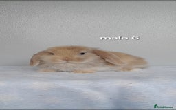 Mini Lop rabbits for sale: Stunning pure breed mini lops - Image 18