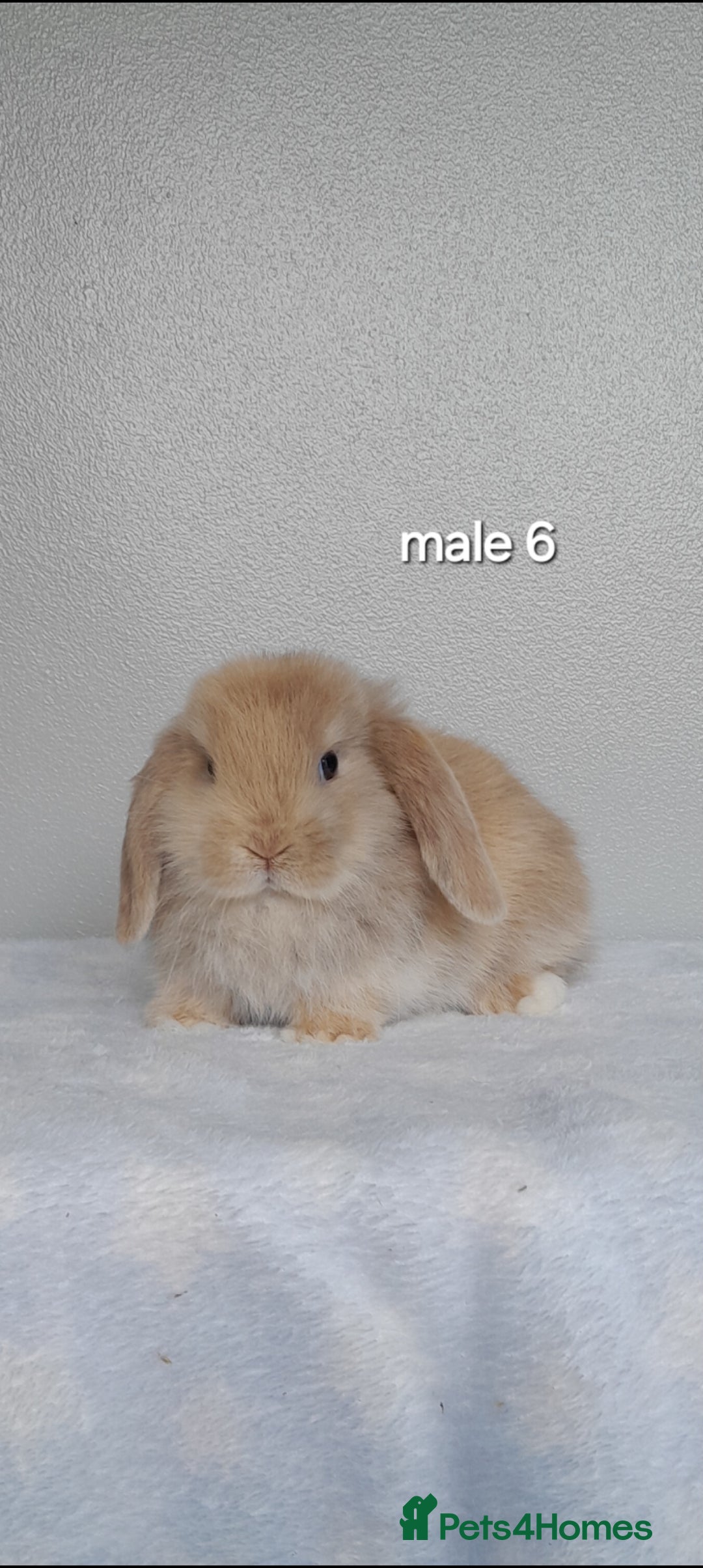 Mini Lop rabbits for sale: Stunning pure breed mini lops - Image 18